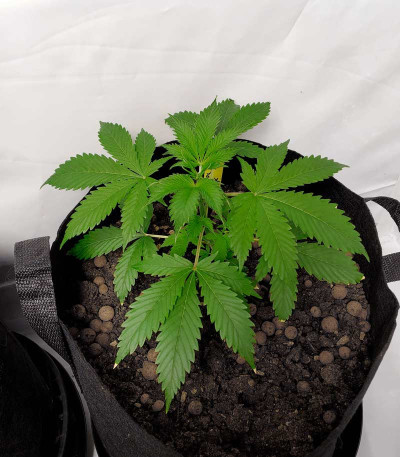 Семена сорта Jock Horror Automatic fem (Nirvana Seeds)