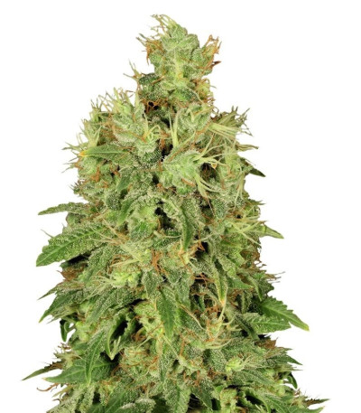 Семена сорта CBD-Chronic fem (Serious Seeds)