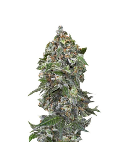 Семена сорта White Cheese Autoflowering fem (Dinafem Seeds)