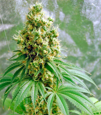 Семена сорта Dinamex fem