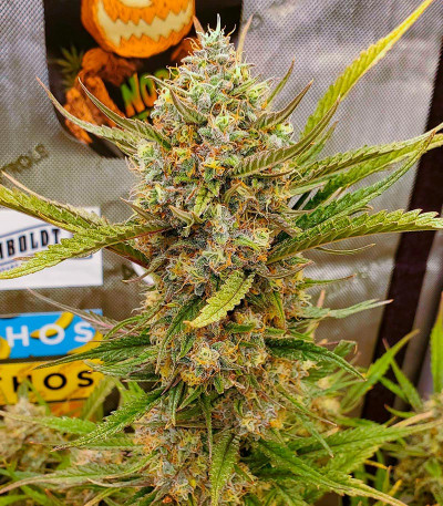 Семена сорта Grape Kong Auto fem от Семяныча