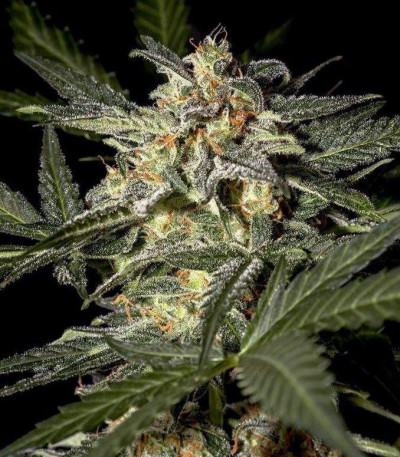 Семена сорта White Widow Auto fem (Green House Seeds)