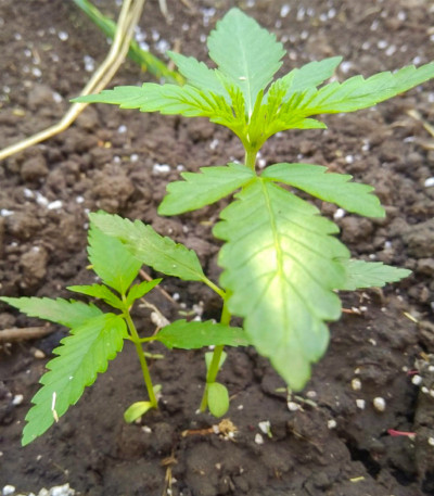 Семена сорта Auto Dark Purple fem (Delicious Seeds)