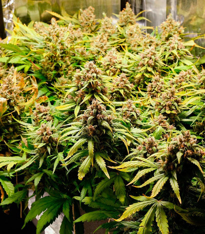 Семена сорта Apple Betty Auto fem (Herbies Seeds)