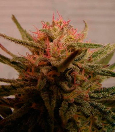 Семена сорта Critical Neville Haze 2.0 fem (Delicious Seeds)