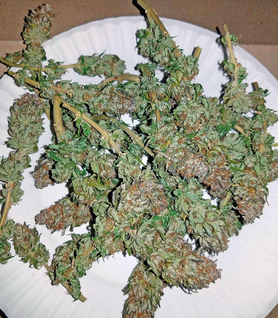 Семена сорта Purple Trainwreck fem