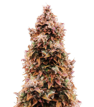 Семена сорта Totally Alpha OG Auto fem (AlphaFem Seeds)