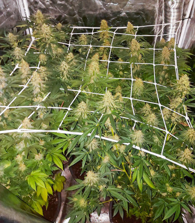 Семена сорта Tropicanna Banana fem (Barney's Farm)