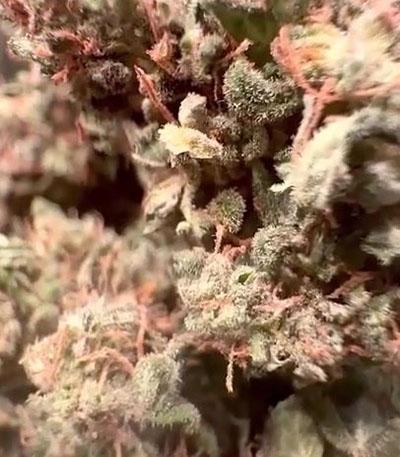 Семена сорта CBD Auto 1:1 auto fem (FastBuds Seeds)