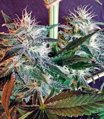 Семена сорта Beyond the Brain reg