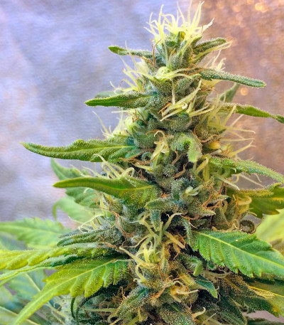 Семена сорта Northen Light X Skunk fem (World of Seeds)
