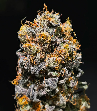 Семена сорта Polar Gelato fem (Silent Seeds)