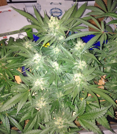 Семена сорта Red Leicester Tease fem (Dr. Krippling Seeds)