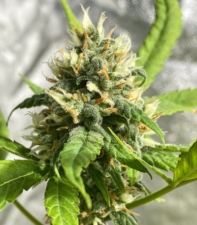 Семена сорта Shogun fem (Royal Queen Seeds)