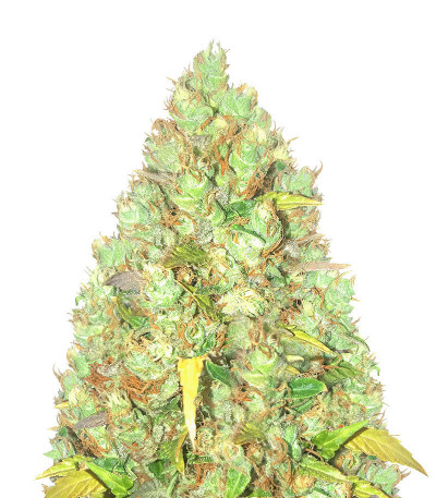 Микс семян конопли Indica Mix fem (Herbies Seeds)