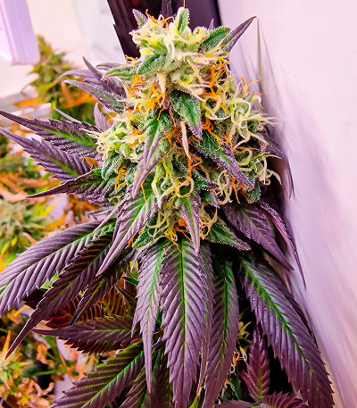 Семена сорта Jealousy fem (Original Sensible Seeds)