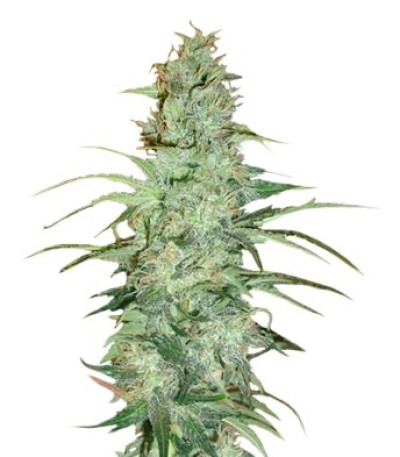 Семена сорта Super Skunk reg (Nirvana Seeds)