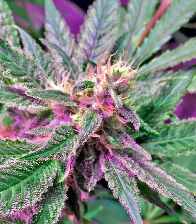 Семена сорта Afghan Kush X Black Domina fem (World of Seeds)