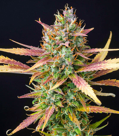 Семена сорта Bubba Cookies Auto fem (Семяныч)