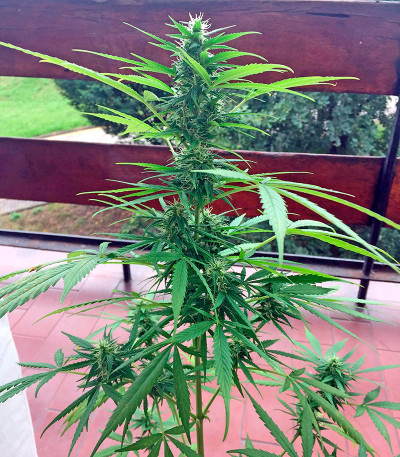 Семена сорта Critical + Autoflowering fem (Dinafem Seeds)