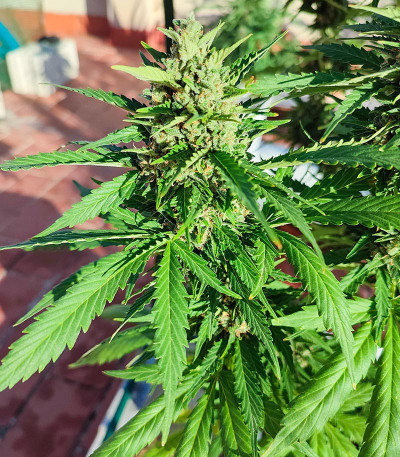 Семена сорта Glue Gelato Auto fem (Barney's Farm)