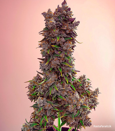 Семена сорта Purple Lemonade Auto fem (FastBuds)