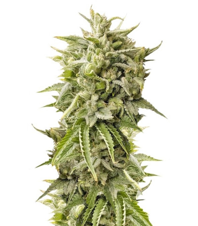 Семена сорта Bubba Kush Auto fem (Humboldt Seeds)