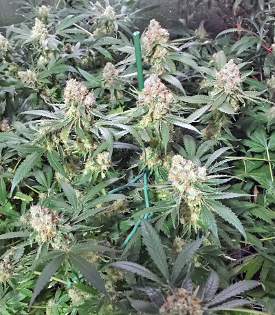 Семена сорта Muneka Rusa (Russian Doll) fem