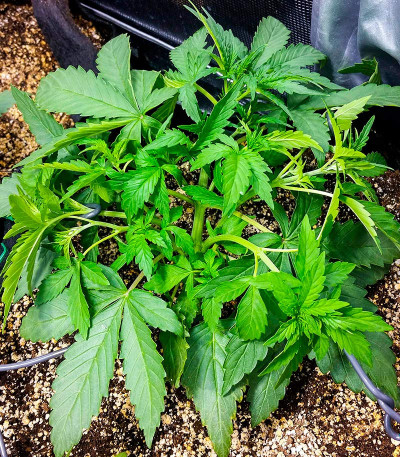 Семена конопли сорта Snow Star Auto