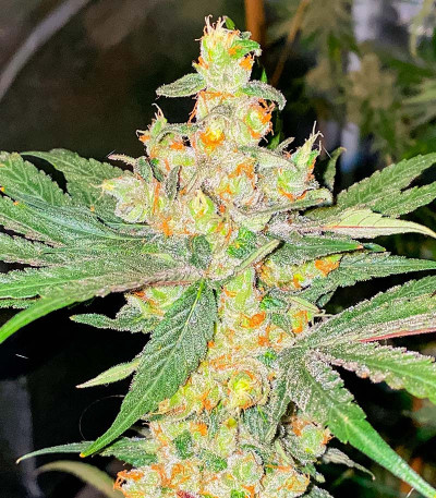 Семена сорта Nori Cake fem (Green House Seeds)