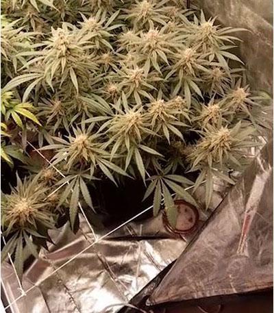 Семена сорта Grandmommy Purple fem (Herbies Seeds)