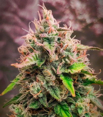 Семена сорта Jet Fuel Mandarine XL Auto fem (Sweet Seeds)