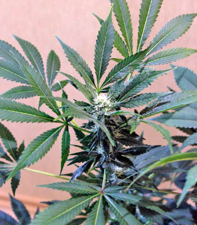 Семена сорта Karibeña (Karibbean Mango) fem