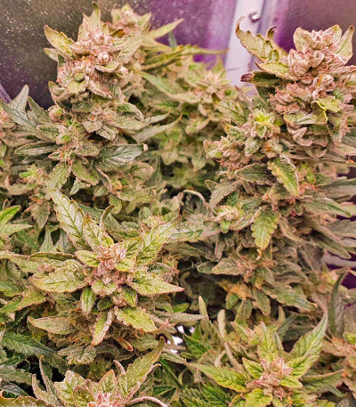 Семена сорта Purple Juice Auto fem (Herbies Seeds)