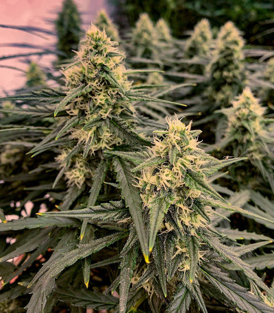 Семена сорта Sexy Cinderella Auto fem (Семяныч)