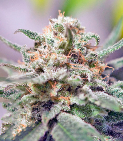 Семена сорта CBD Critical Cure fem