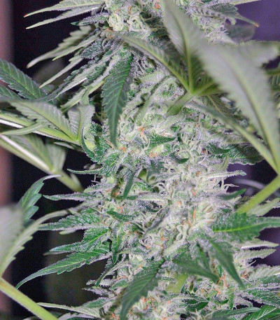 Семена сорта El Nino fem