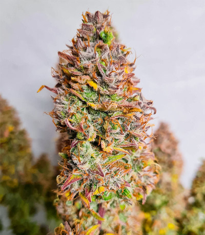 Семена конопли сорта Pink Rozay Auto