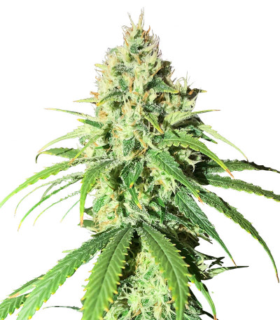Семена сорта Glue Sherbert fem (AlphaFem Seeds)