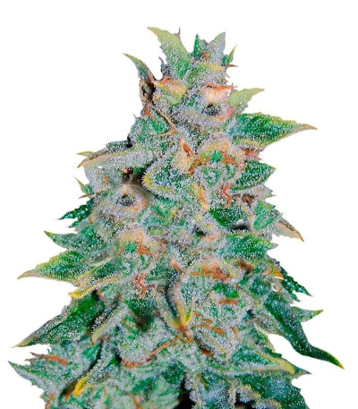 Семена сорта Northern Light Blue Auto fem (Delicious Seeds)