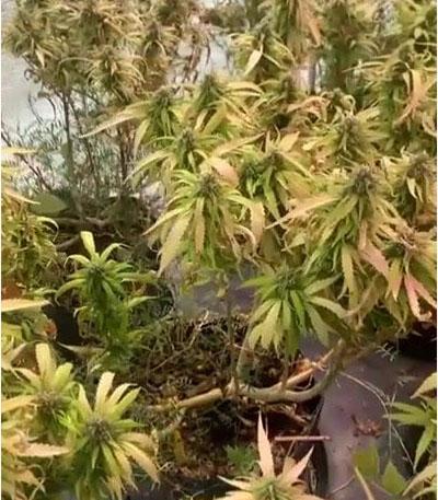 Семена сорта Acapulco Gold fem (Barney's Farm)