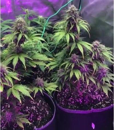 Семена сорта Auto Daiquiri Lime fem (Dutch Passion)