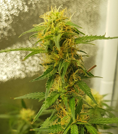 Семена сорта Monster Gelato fem (Monster Genetics)