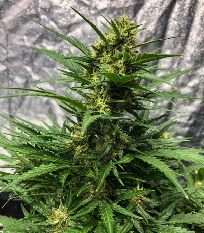 Семена сорта Rhino Ryder Auto fem (FastBuds)
