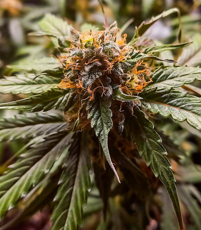 Семена сорта Purple Punch Auto fem (High Speed ​​Buds)