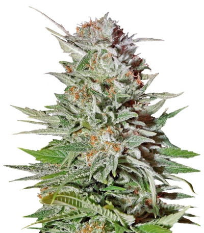 Семена сорта Super Lemon Haze Auto fem (Green House Seeds)
