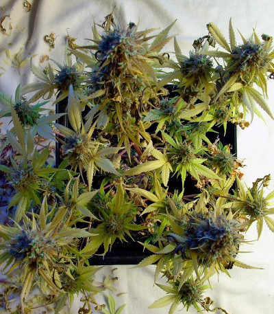 Семена сорта Wappa fem (Paradise Seeds)