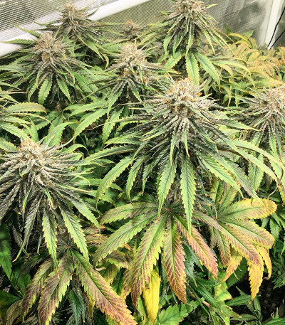 Семена сорта Afghan Kush fem (Семяныч)