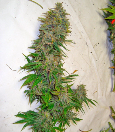 Семена сорта Afrodite fem