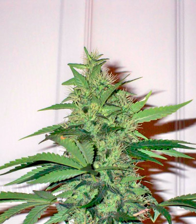 Семена сорта BCN Diesel Max Auto fem